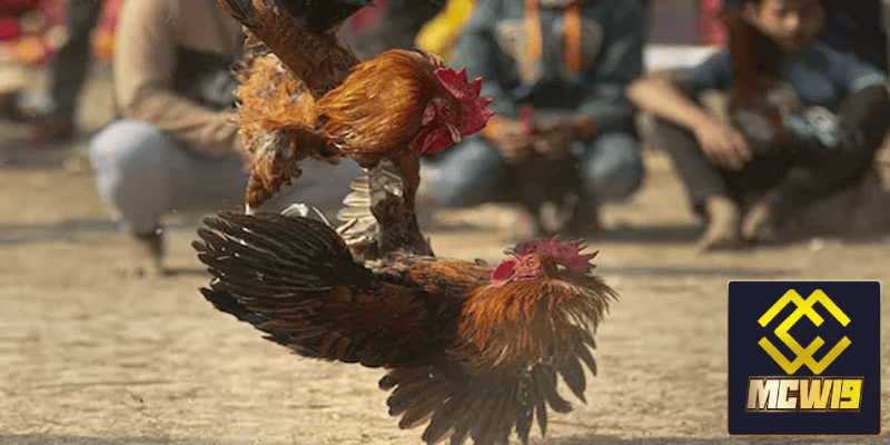 Đá gà trực tiếp Campuchia MCW19 - Khám phá thế giới đá gà đỉnh cao được kê thủ yêu thích 2 Các chiến kê chuyên nghiệp nổi tiếng trong đá gà Campuchia