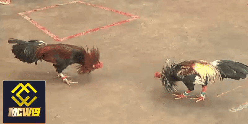 Đá gà cựa dao Peru - Thông tin cần biết về sân chơi hấp dẫn dành cho kê thủ 4 Các loại cựa dao sử dụng trong thi đấu