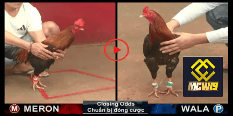 Đá gà trực tiếp thomo - Sàn đấu kịch tính giữ các chiến kê dũng mãnh từ MCW19 3 Các loại hình cược trong đá gà trực tiếp