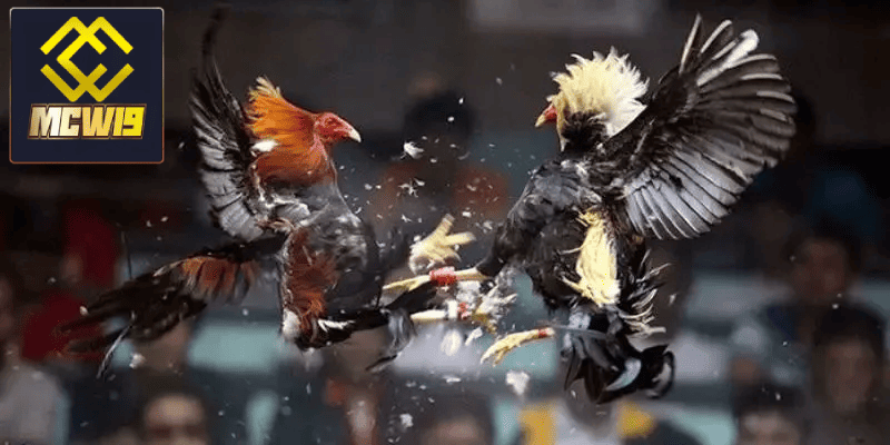 Đá gà trực tiếp thomo - Sàn đấu kịch tính giữ các chiến kê dũng mãnh từ MCW19 6 Các phương tiện truyền thông hỗ trợ phát sóng trực tiếp
