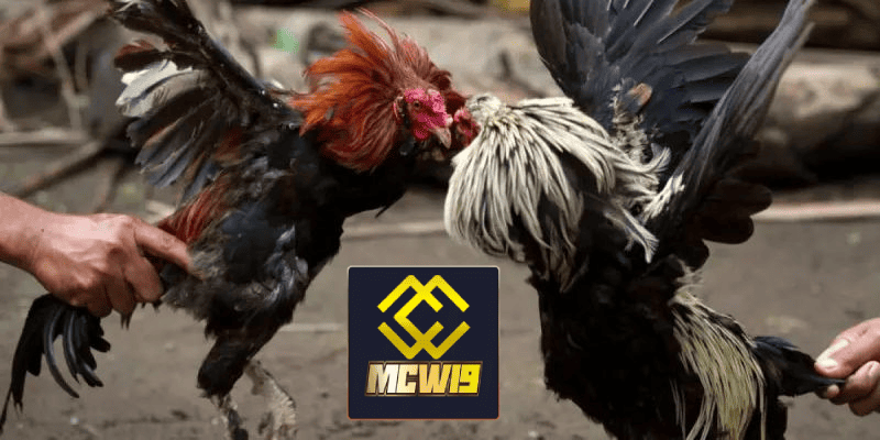 Đá gà trực tiếp Campuchia MCW19 - Khám phá thế giới đá gà đỉnh cao được kê thủ yêu thích 4 Cảm giác cam go cùng gay cấn khi xem đá gà trực tiếp