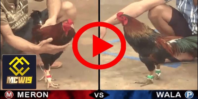 Đá gà trực tiếp thomo - Sàn đấu kịch tính giữ các chiến kê dũng mãnh từ MCW19 4 Cảm xúc hồi hộp và sự kịch tính từ góc nhìn khán giả
