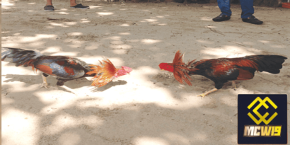 Đá gà cựa dao Peru - Khái niệm chi tiết