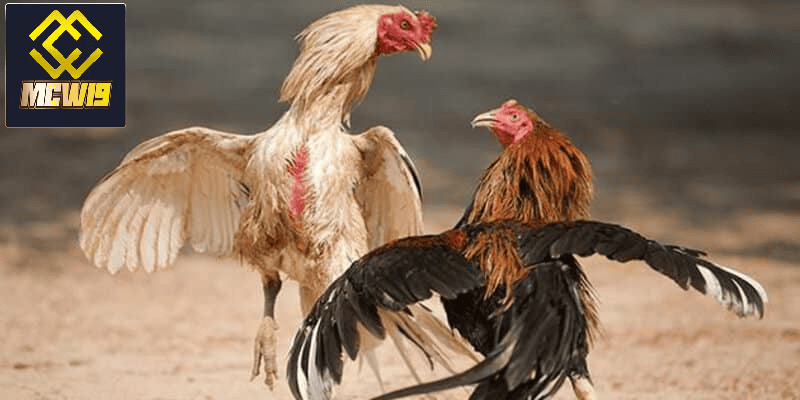 Đá Gà MCW19 - Sân chơi đá gà trực tuyến kịch tính đến từ chiến kê chuyên nghiệp 5 Đá gà online mọi lúc mọi nơi