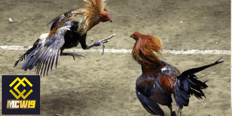 Đá Gà MCW19 - Sân chơi đá gà trực tuyến kịch tính đến từ chiến kê chuyên nghiệp 4 Đá gà trực tiếp đầy kịch tính tại MCW19