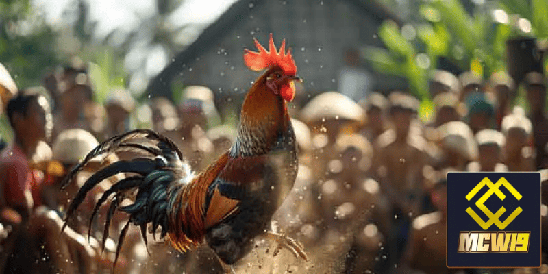 Đá gà trực tiếp Campuchia MCW19 - Khám phá thế giới đá gà đỉnh cao được kê thủ yêu thích 5 Đăng ký tài khoản trên MCW19