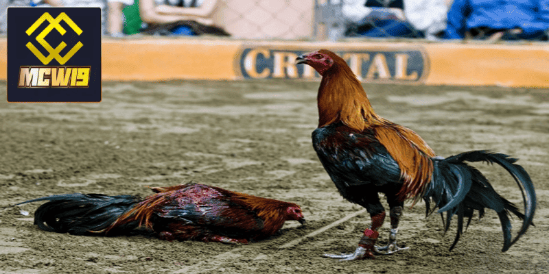 Đá gà cựa dao Peru - Thông tin cần biết về sân chơi hấp dẫn dành cho kê thủ 6 Điều lệ tham gia cho kê thủ và khán giả