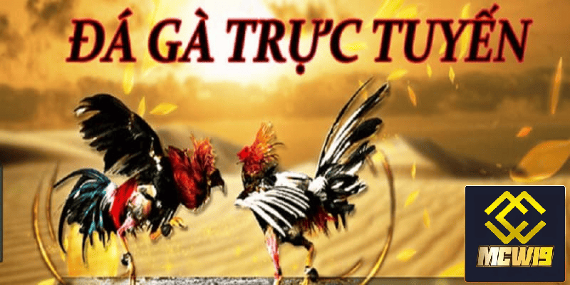 Đá Gà MCW19 - Sân chơi đá gà trực tuyến kịch tính đến từ chiến kê chuyên nghiệp 1 Định nghĩa đá gà MCW19 là gì?