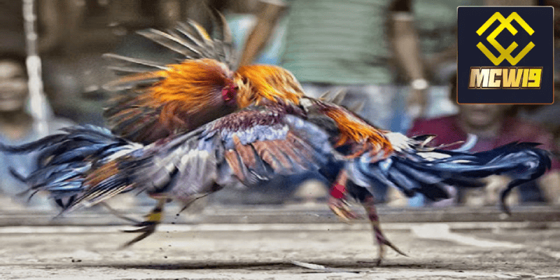 Đá gà trực tiếp thomo - Sàn đấu kịch tính giữ các chiến kê dũng mãnh từ MCW19 2 Giao diện thân thiện với người chơi đá gà trực tiếp thomo