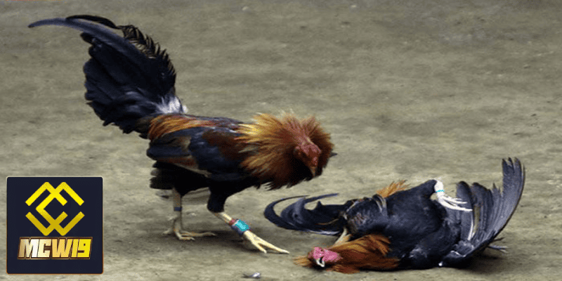 Đá gà trực tiếp Campuchia MCW19 - Khám phá thế giới đá gà đỉnh cao được kê thủ yêu thích 1 Khái quát chi tiết về đá gà tại Campuchia MCW19