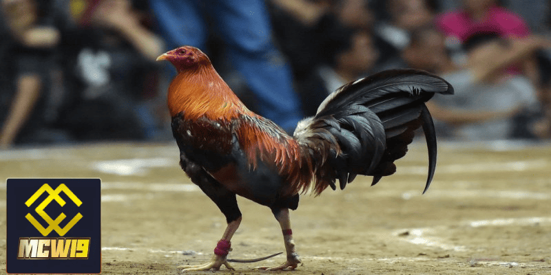 Đá gà cựa dao Peru - Thông tin cần biết về sân chơi hấp dẫn dành cho kê thủ 3 Luật chơi và quy định trong đá gà cựa dao Peru