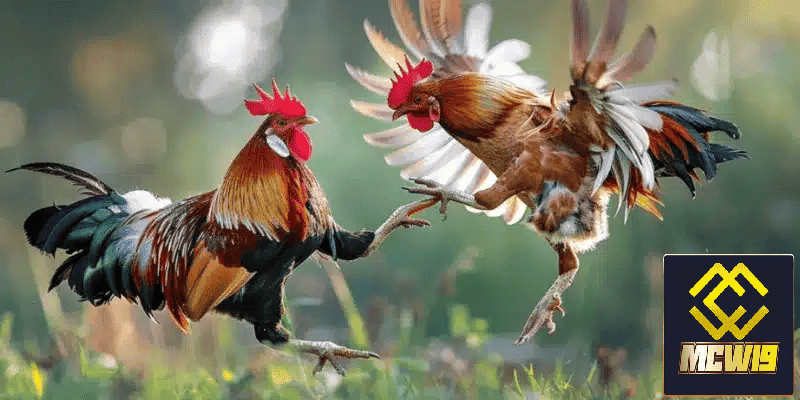 Đá Gà MCW19 - Sân chơi đá gà trực tuyến kịch tính đến từ chiến kê chuyên nghiệp 2 Những điểm nổi bật chỉ có tại đá gà MCW19