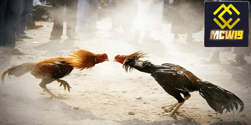 Đá Gà MCW19 - Sân chơi đá gà trực tuyến kịch tính đến từ chiến kê chuyên nghiệp 6 Quy tắc chung trong đá gà kê thủ cần nắm