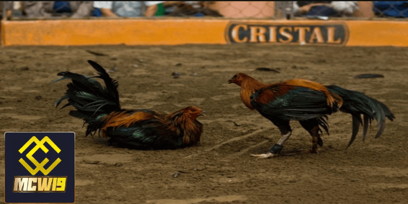 Đá gà cựa dao Peru - Thông tin cần biết về sân chơi hấp dẫn dành cho kê thủ 5 Quy trình tổ chức trận đấu đá gà