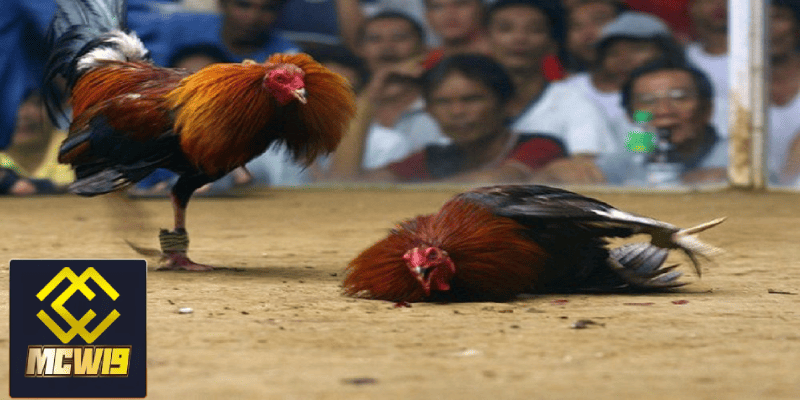 Đá gà cựa dao Peru - Thông tin cần biết về sân chơi hấp dẫn dành cho kê thủ 2 Sự khác biệt giữa đá gà cựa dao Peru và các loại đá gà khác