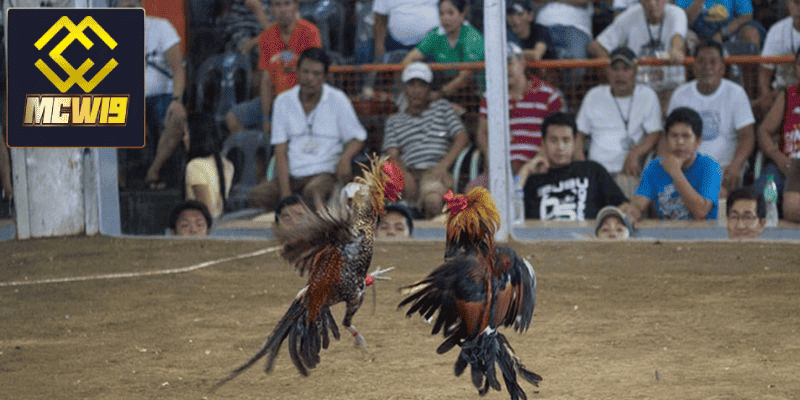 Đá gà trực tiếp Campuchia MCW19 - Khám phá thế giới đá gà đỉnh cao được kê thủ yêu thích 3 Tại sao chọn MCW19 để xem đá gà trực tiếp?