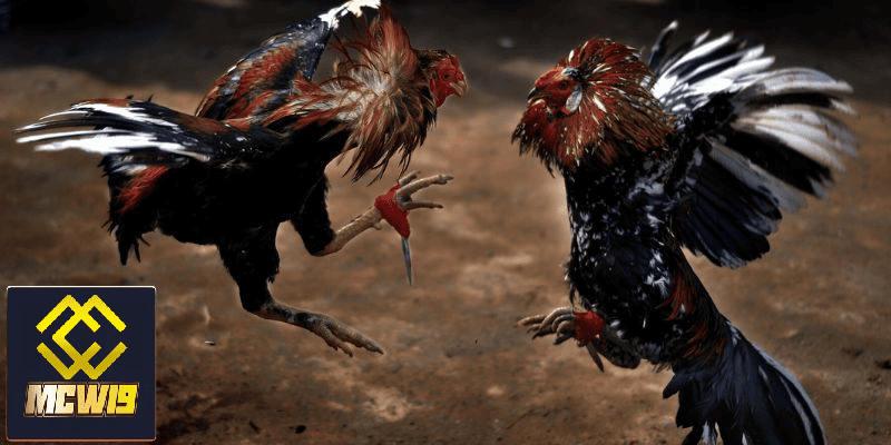 Đá Gà MCW19 - Sân chơi đá gà trực tuyến kịch tính đến từ chiến kê chuyên nghiệp 7 Kỹ thuật trong đá gà đóng vai trò quan trọng cho kết quả trân đấu