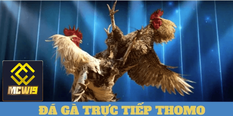 Đá gà trực tiếp thomo - Sàn đấu kịch tính giữ các chiến kê dũng mãnh từ MCW19 5 Tương tác giữa người xem và các trận đấu